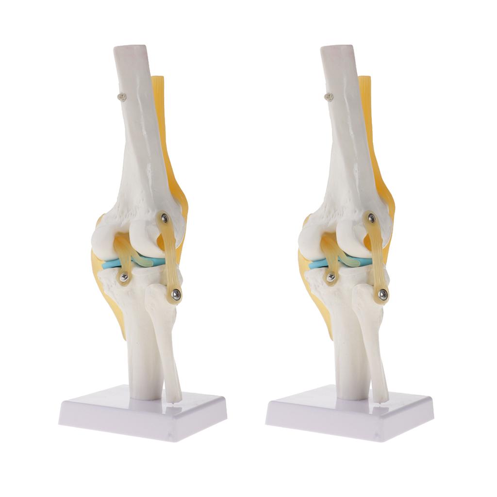 2 PCS 1:1 Lifesize Human Knee Joint Skeleton Model for Teaching Aid