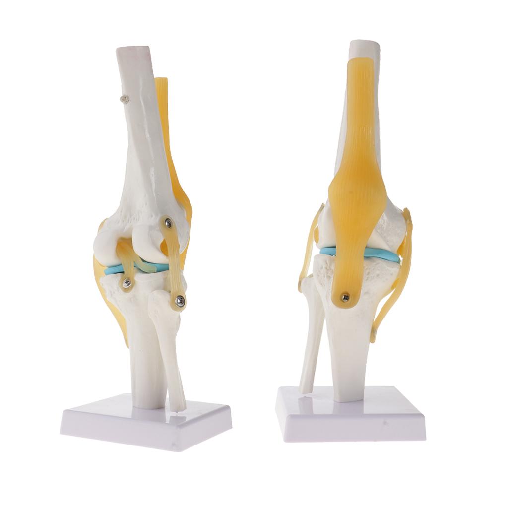 2 PCS 1:1 Lifesize Human Knee Joint Skeleton Model for Teaching Aid