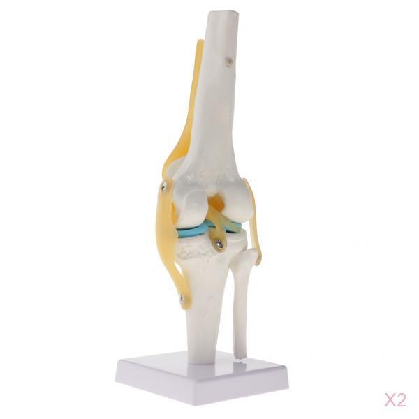 2 PCS 1:1 Lifesize Human Knee Joint Skeleton Model for Teaching Aid