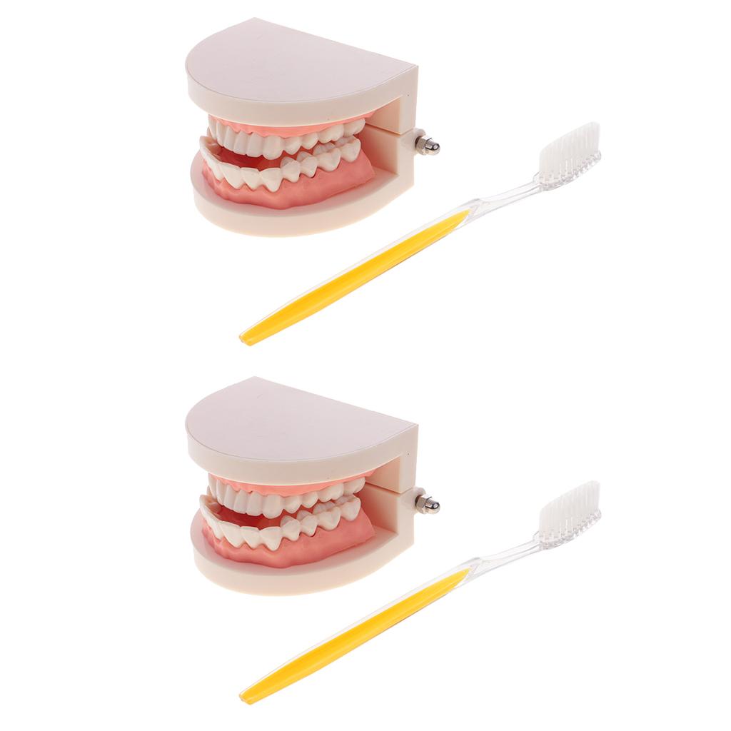 2 Sets 1:1 Human Mouth Dental Teeth Model with Toothbrush School Teaching