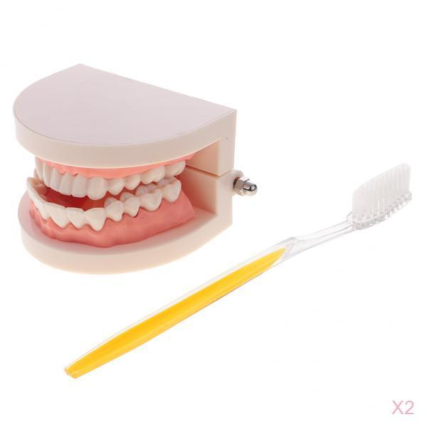 2 Sets 1:1 Human Mouth Dental Teeth Model with Toothbrush School Teaching