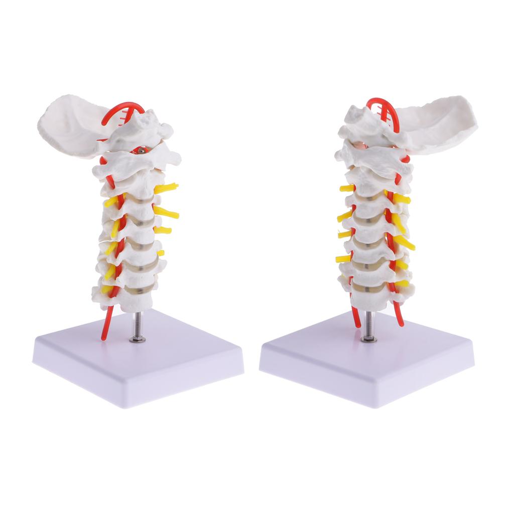 2 Sets 1:1 Human Cervical Vertebra Carotid Artery Flexible Model