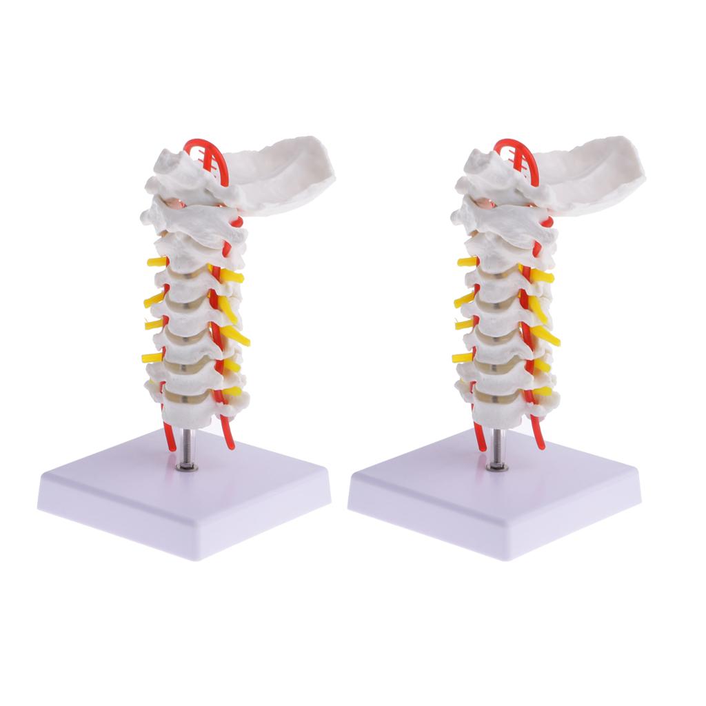 2 Sets 1:1 Human Cervical Vertebra Carotid Artery Flexible Model