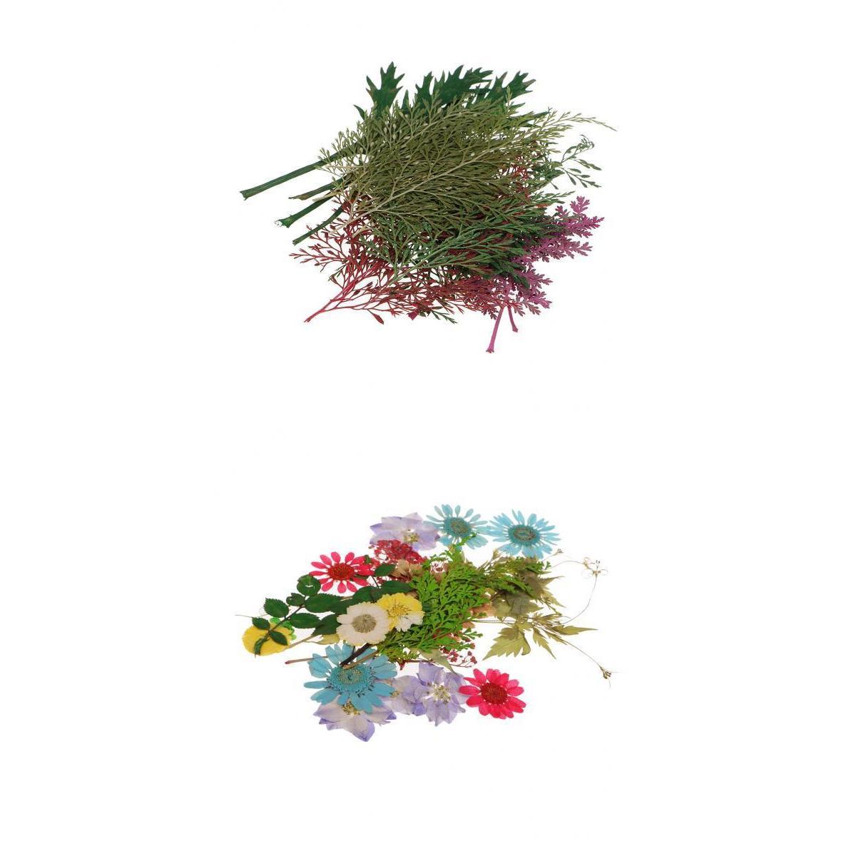 54pcs Natural Pressed Dried Flowers and Leaves Art Craft Supplies Decors