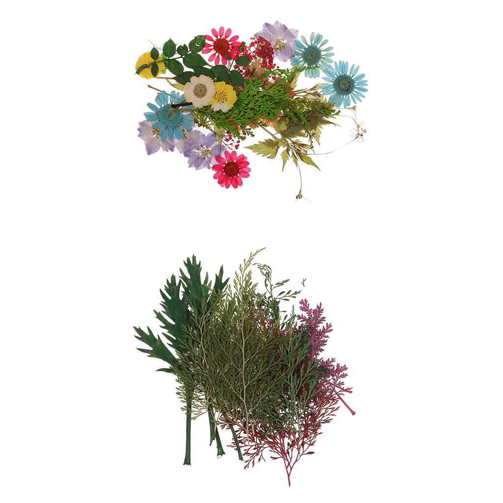 54pcs Natural Pressed Dried Flowers and Leaves Art Craft Supplies Decors