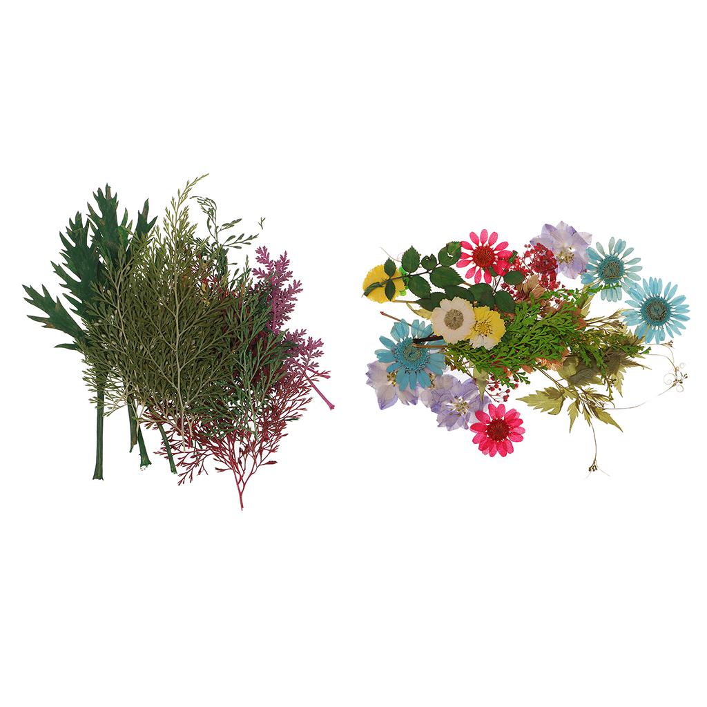54pcs Natural Pressed Dried Flowers and Leaves Art Craft Supplies Decors
