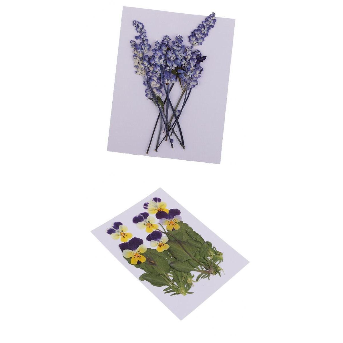 16 Pieces Assorted Natural Pressed Dried Flowers DIY Scrapbooking Art Crafts