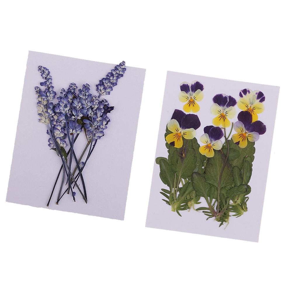 16 Pieces Assorted Natural Pressed Dried Flowers DIY Scrapbooking Art Crafts