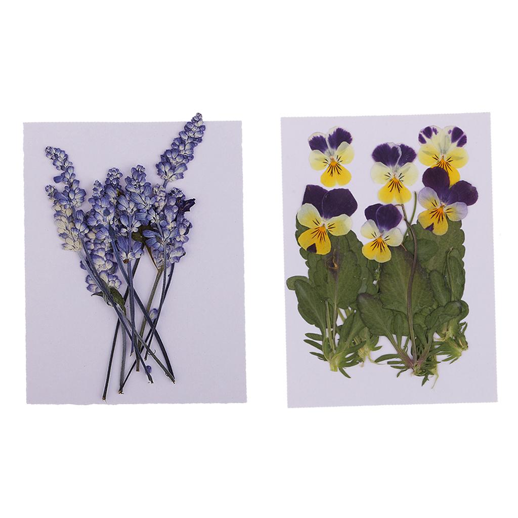 16 Pieces Assorted Natural Pressed Dried Flowers DIY Scrapbooking Art Crafts
