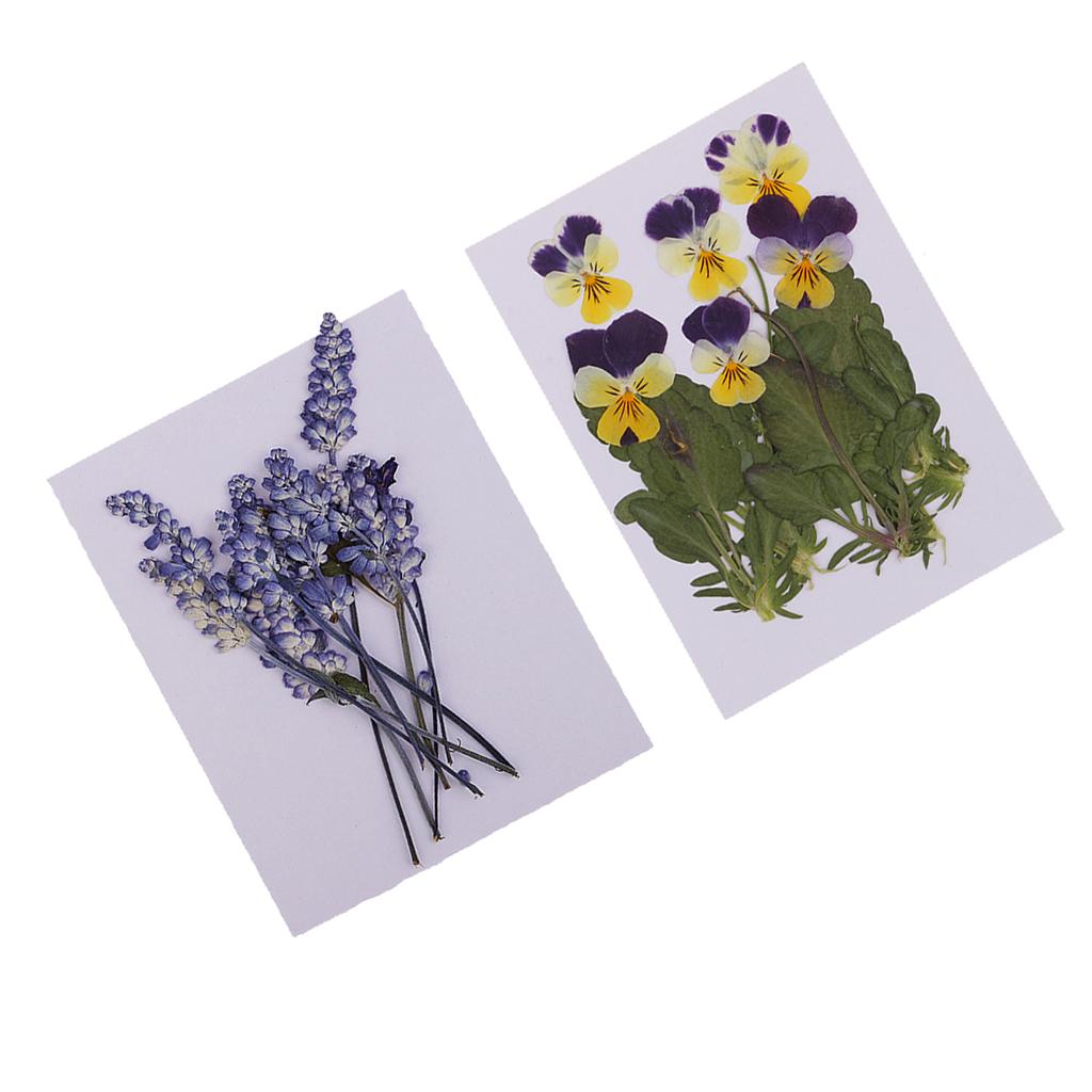 16 Pieces Assorted Natural Pressed Dried Flowers DIY Scrapbooking Art Crafts