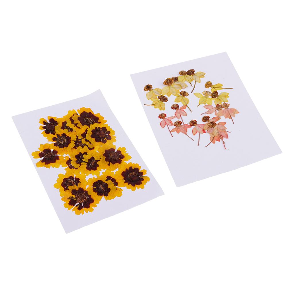 40 Pieces Real Pressed Dried Flowers DIY Art Crafts Scrapbooking Card Making