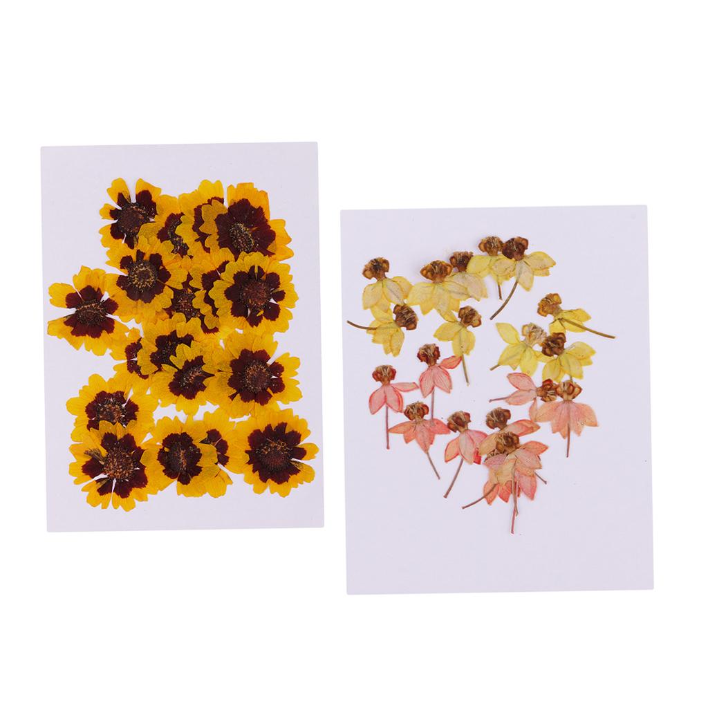 40 Pieces Real Pressed Dried Flowers DIY Art Crafts Scrapbooking Card Making