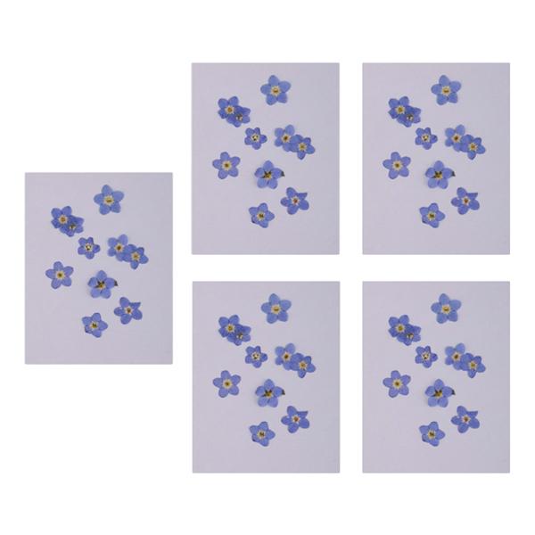 50 Pieces Natural Forget-me-not Flowers Pressed Dried Flowers for Art Craft