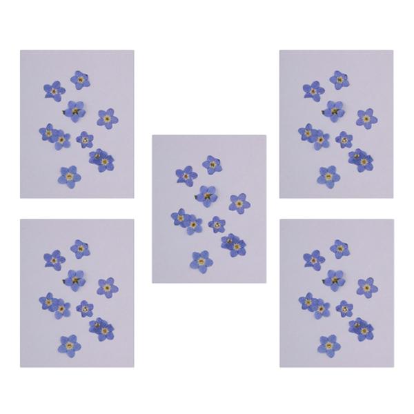 50 Pieces Natural Forget-me-not Flowers Pressed Dried Flowers for Art Craft
