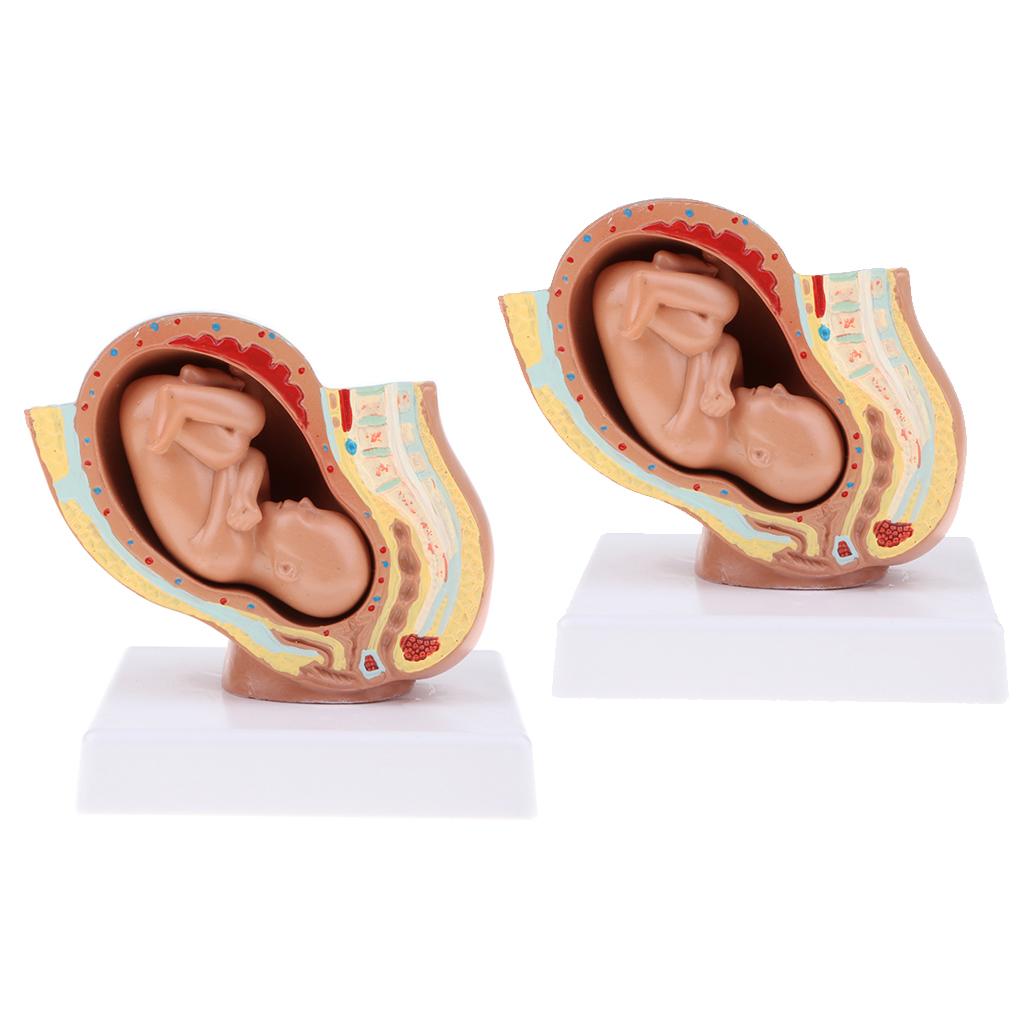 2 PCS 9th Month Fetus Models Human Fetal Development Model Lab Supplies
