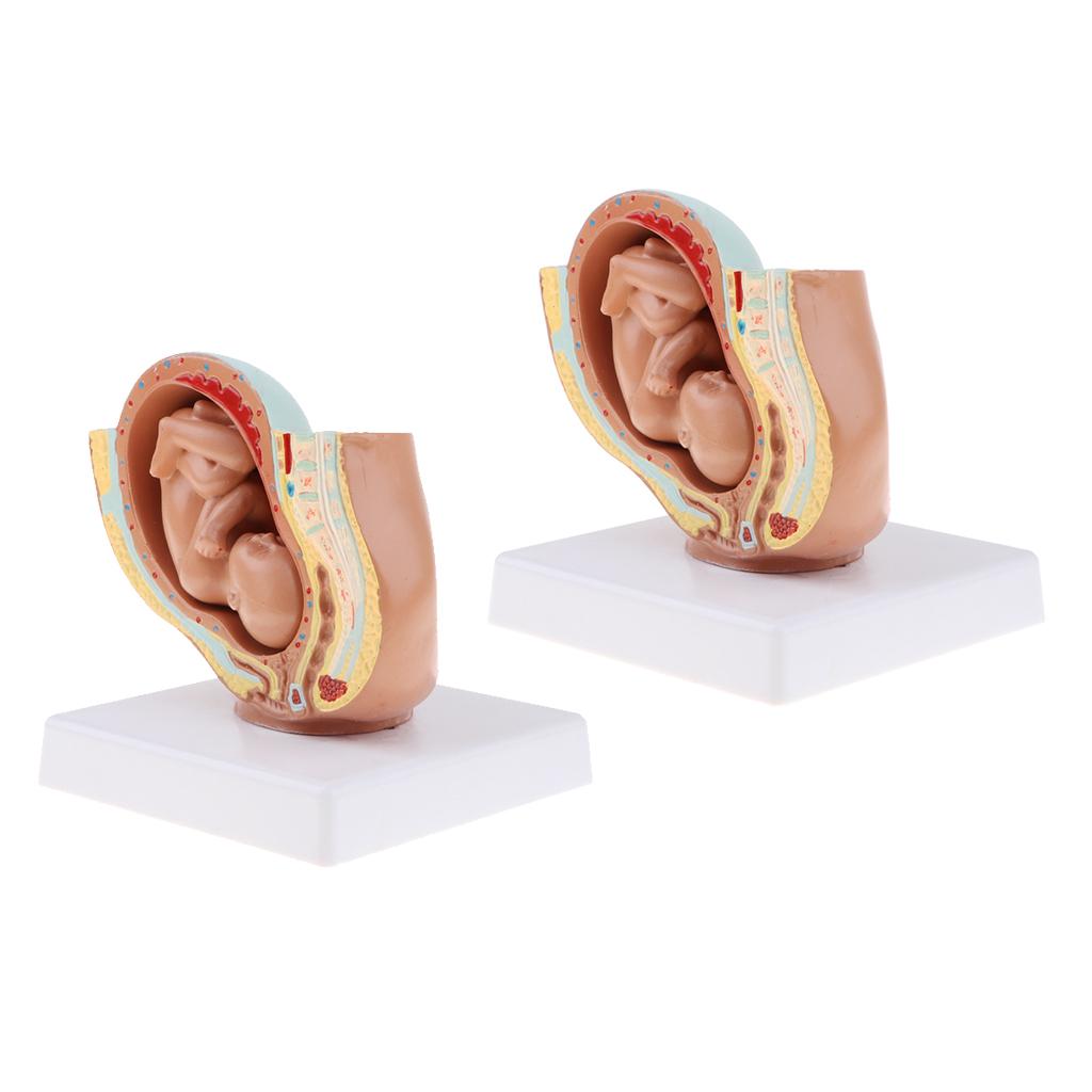 2 PCS 9th Month Fetus Models Human Fetal Development Model Lab Supplies