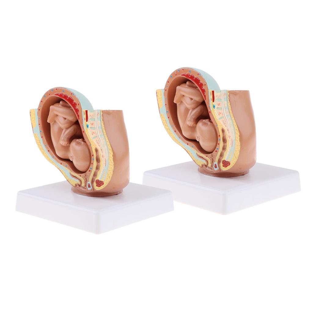 2 PCS 9th Month Fetus Models Human Fetal Development Model Lab Supplies
