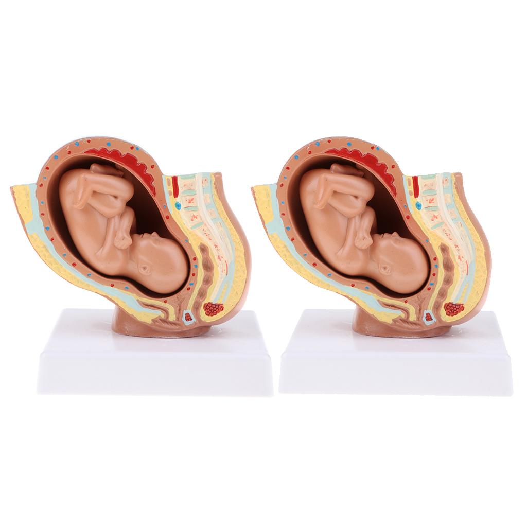 2 PCS 9th Month Fetus Models Human Fetal Development Model Lab Supplies