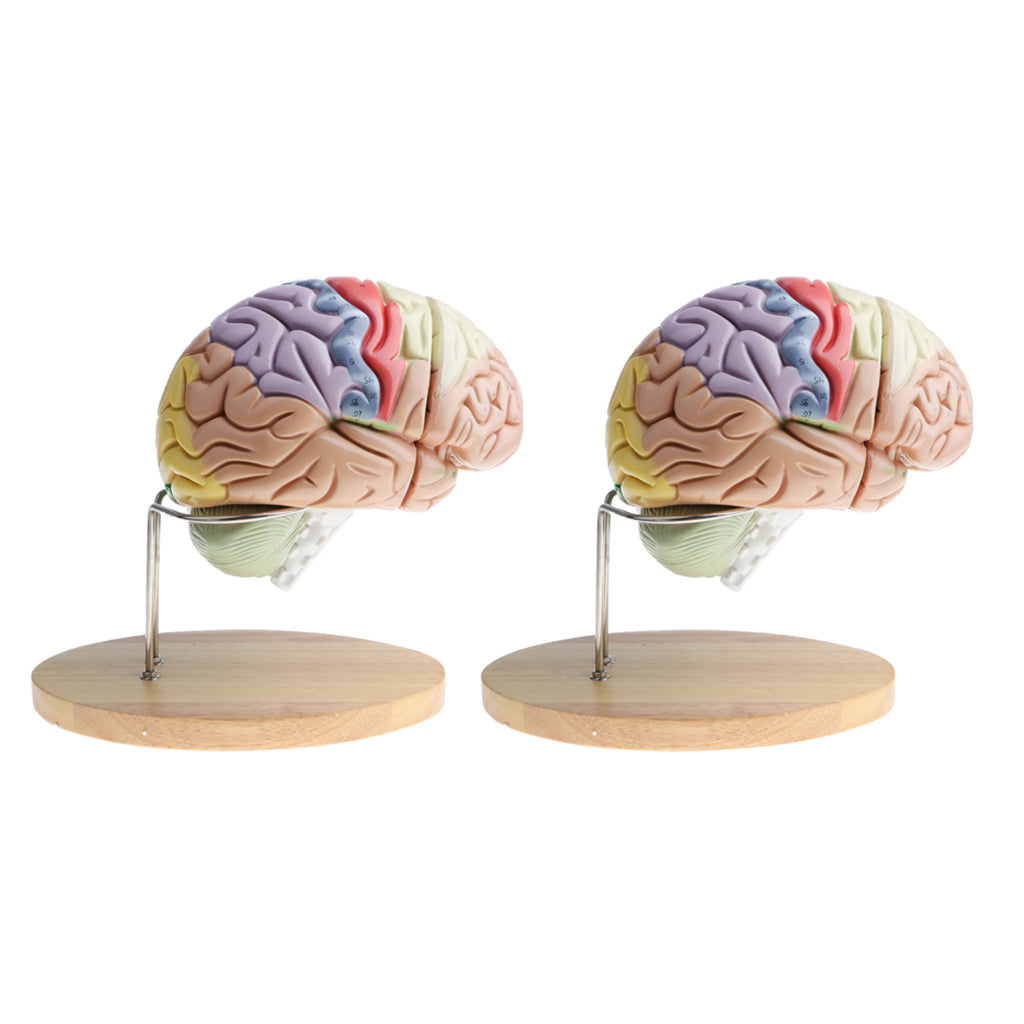 2 PCS Magnification 2X Removable Human Brain Brainstem Model Median Section