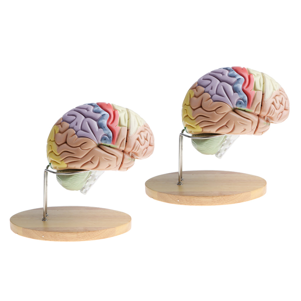2 PCS Magnification 2X Removable Human Brain Brainstem Model Median Section