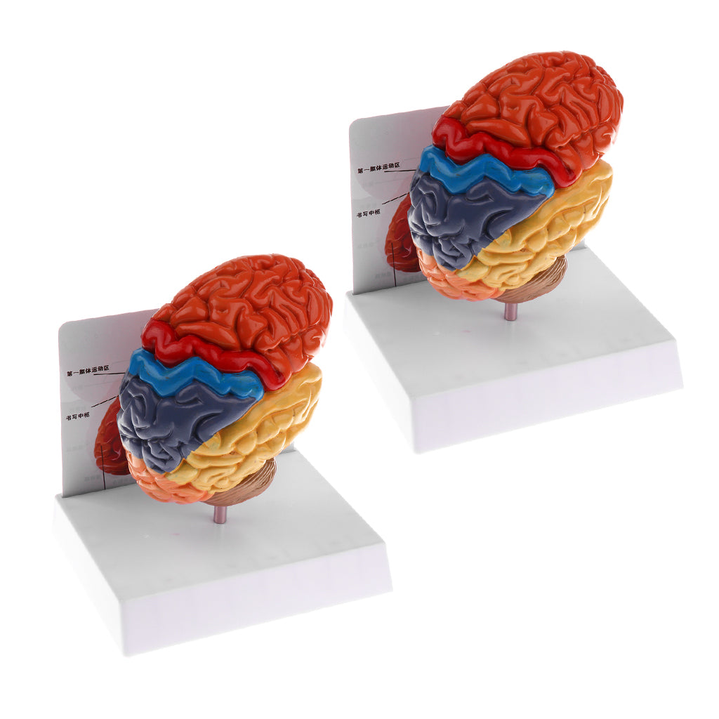 2 PCS 1:1 Section of Human Brain Brainstem Model School Teaching Aid
