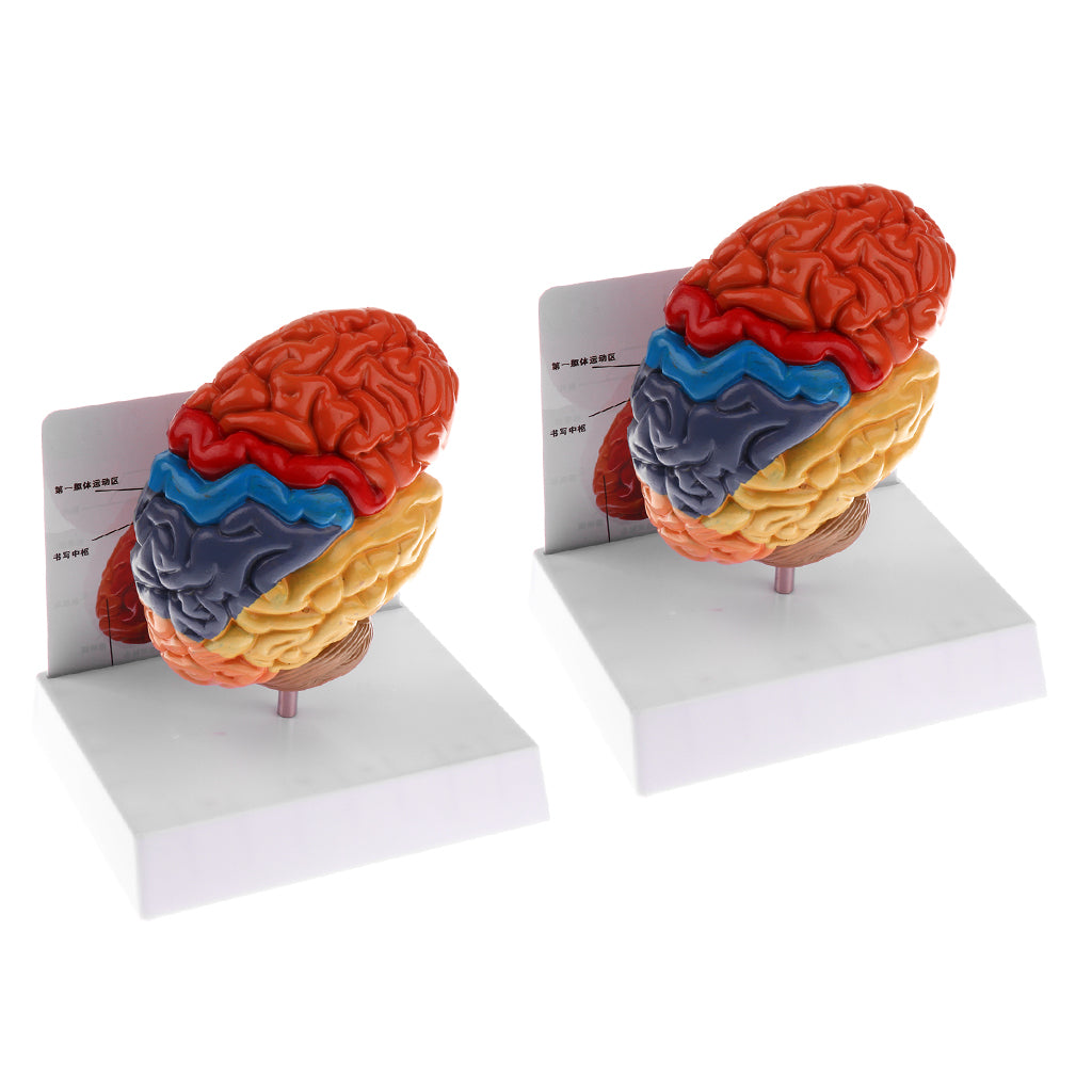 2 PCS 1:1 Section of Human Brain Brainstem Model School Teaching Aid