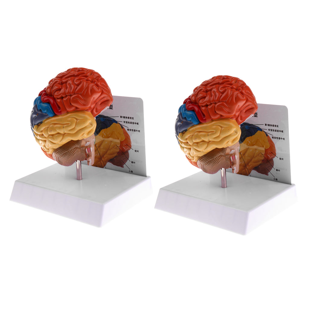 2 PCS 1:1 Section of Human Brain Brainstem Model School Teaching Aid