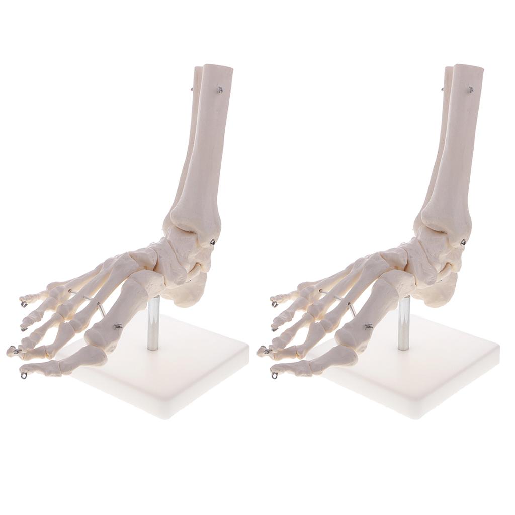 2 PCS 1:1 New Life Size Human Skeleton Foot and Ankle Joint Model with Base