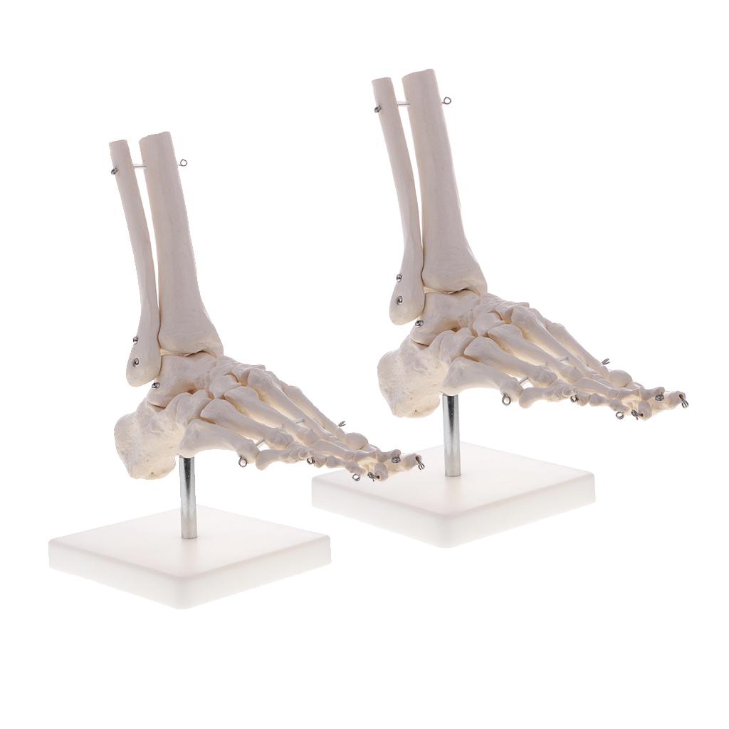 2 PCS 1:1 New Life Size Human Skeleton Foot and Ankle Joint Model with Base