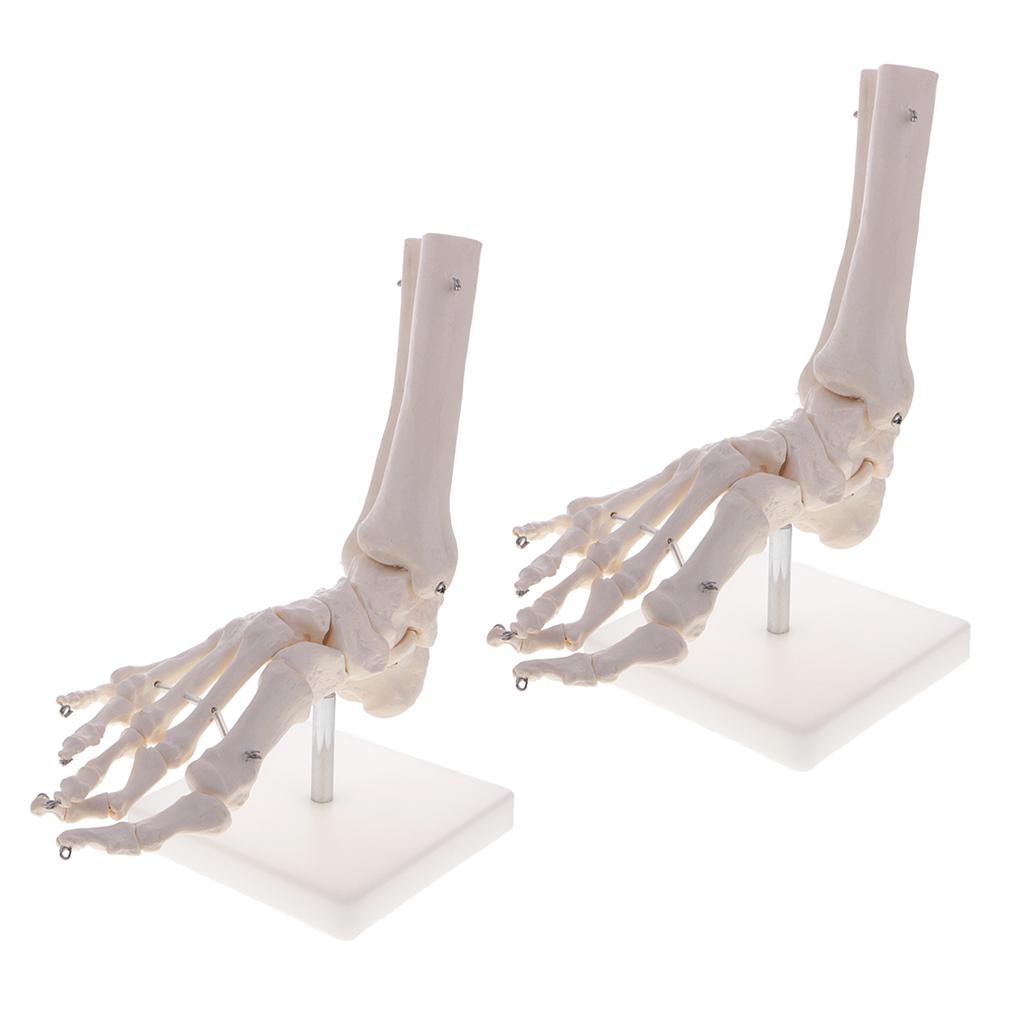 2 PCS 1:1 New Life Size Human Skeleton Foot and Ankle Joint Model with Base