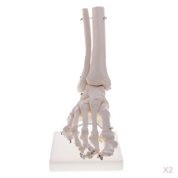 2 PCS 1:1 New Life Size Human Skeleton Foot and Ankle Joint Model with Base