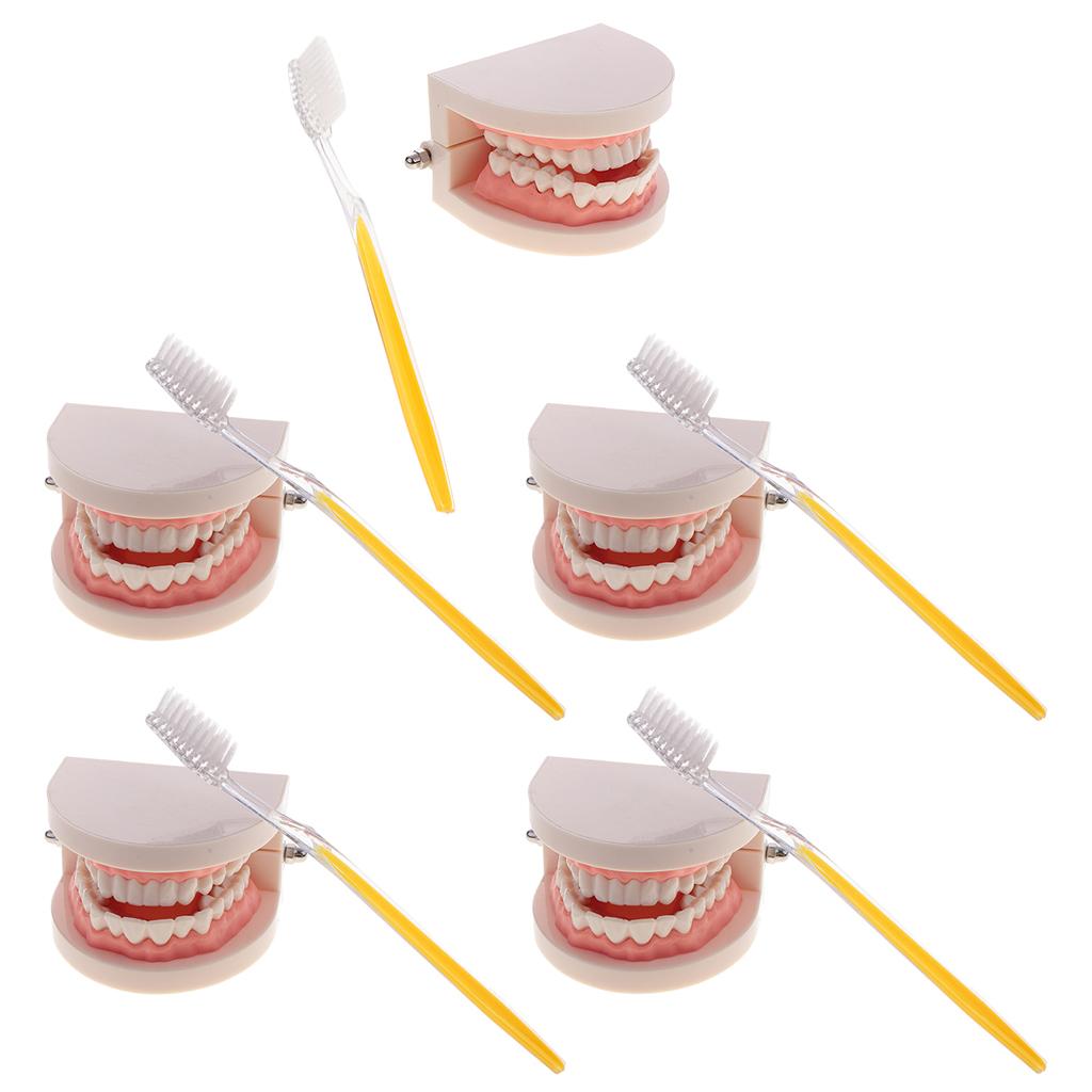5 Sets 1:1 Human Mouth Dental Teeth Model with Toothbrush Teaching Tools