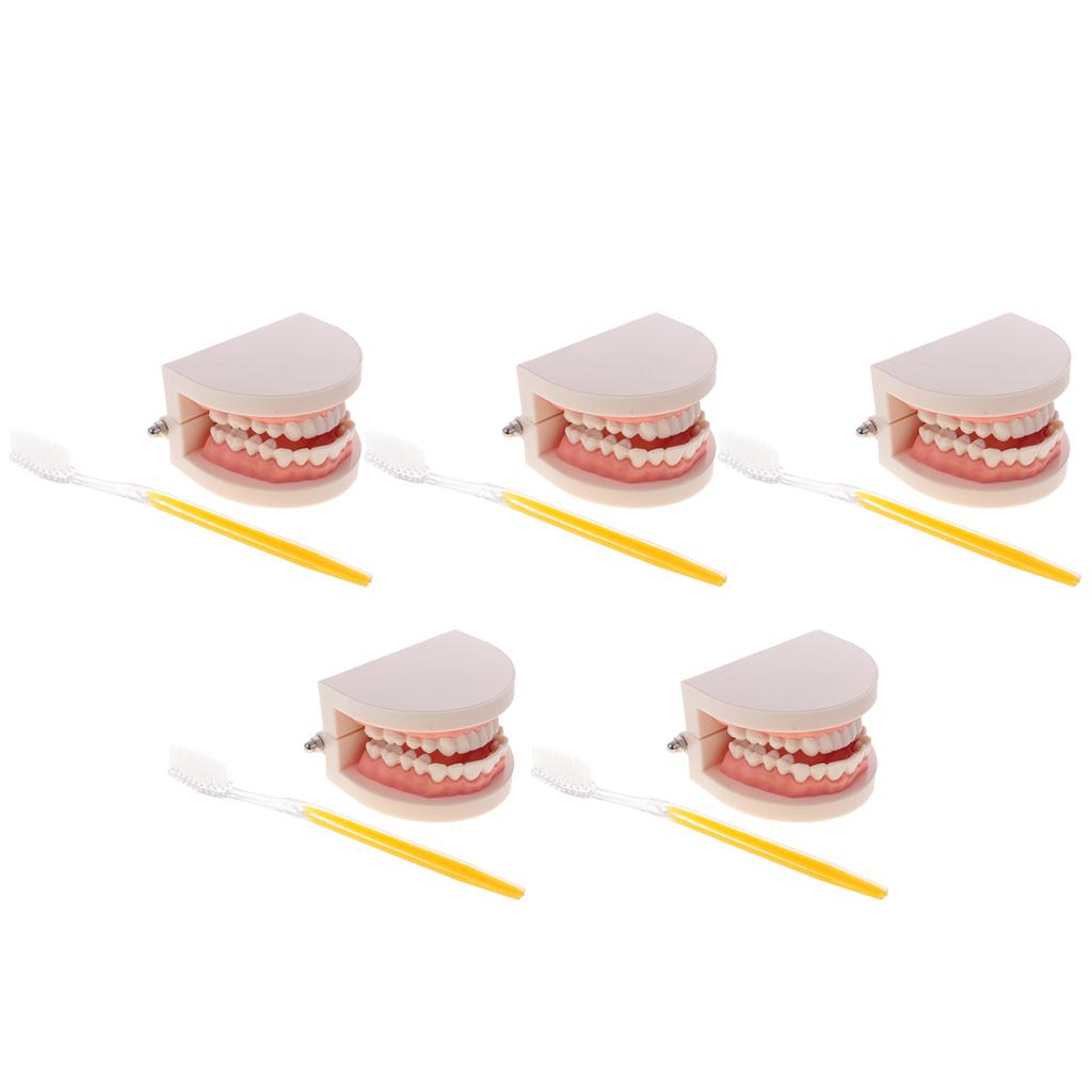 5 Sets 1:1 Human Mouth Dental Teeth Model with Toothbrush Teaching Tools