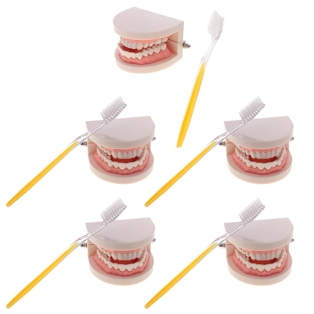 5 Sets 1:1 Human Mouth Dental Teeth Model with Toothbrush Teaching Tools
