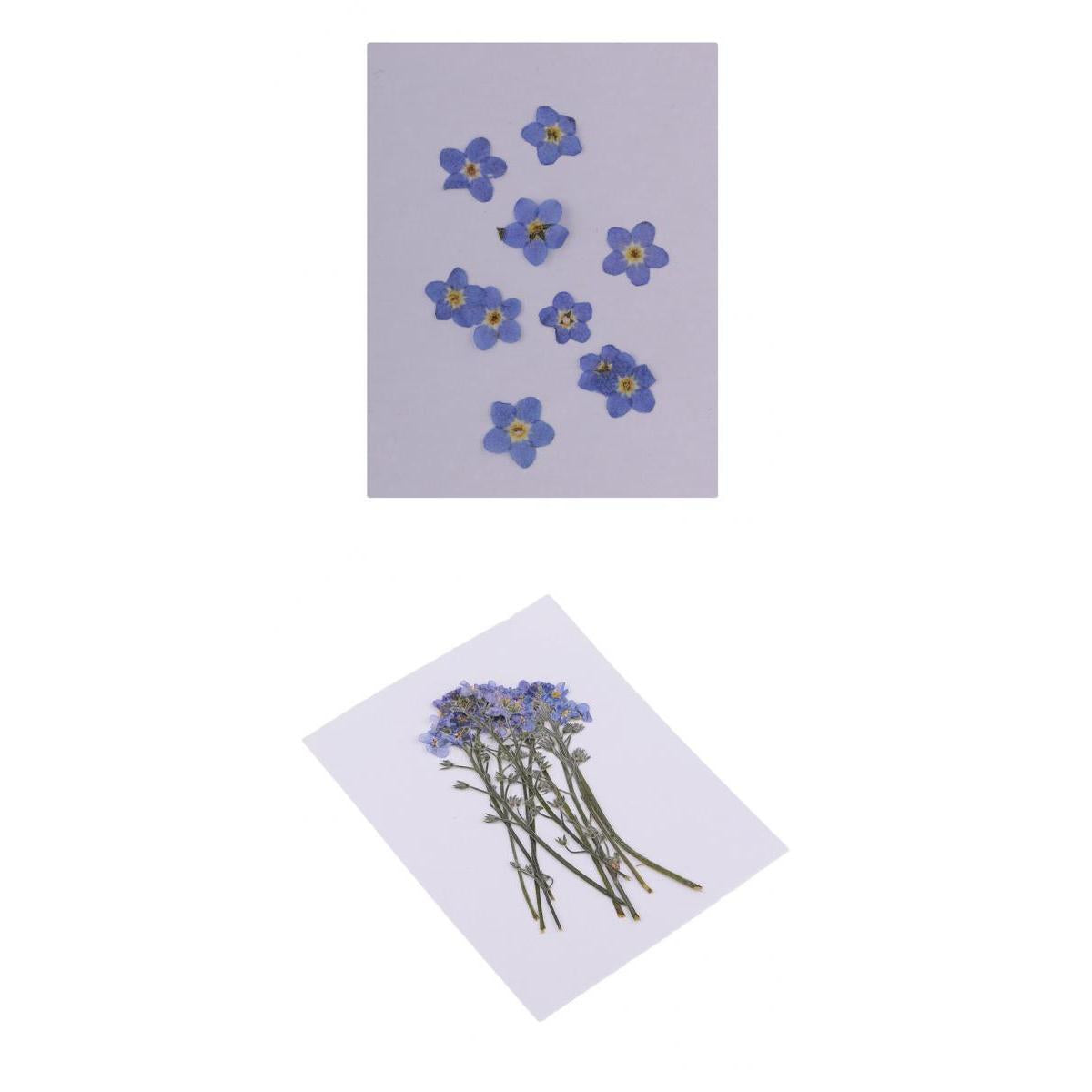 20 Pieces Real Natural Pressed Dried Flowers Leaves DIY Scrapbook Art Crafts