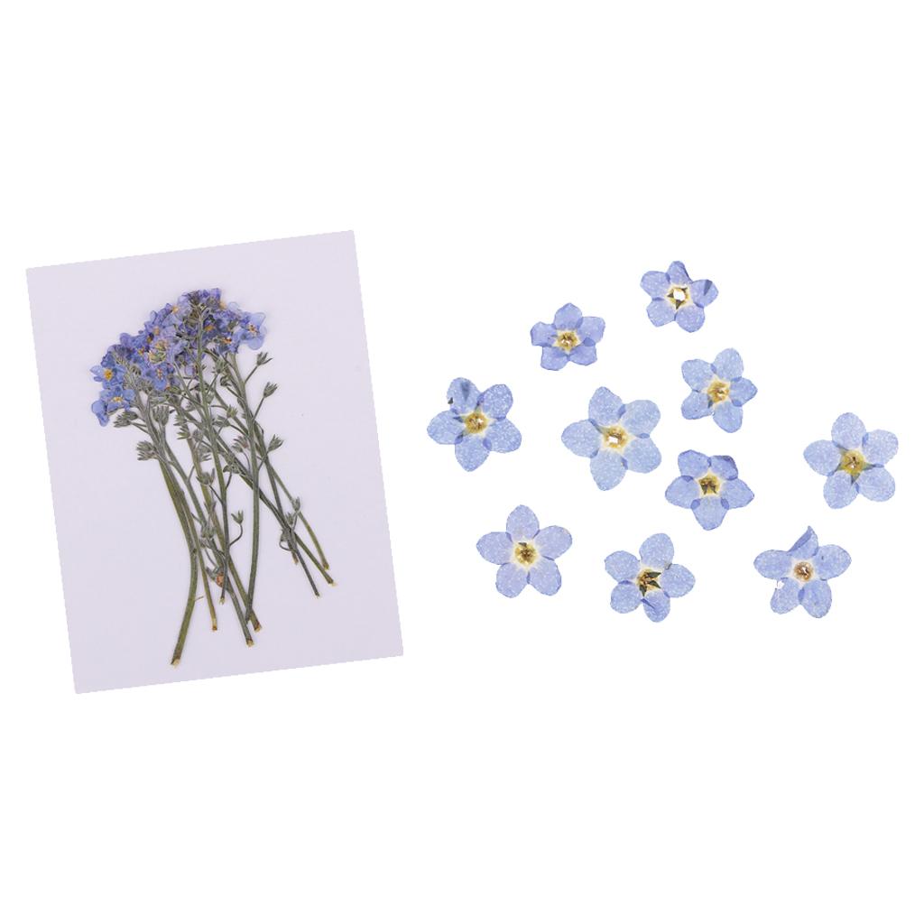 20 Pieces Real Natural Pressed Dried Flowers Leaves DIY Scrapbook Art Crafts