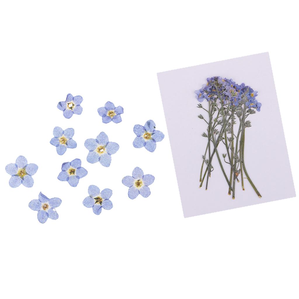 20 Pieces Real Natural Pressed Dried Flowers Leaves DIY Scrapbook Art Crafts