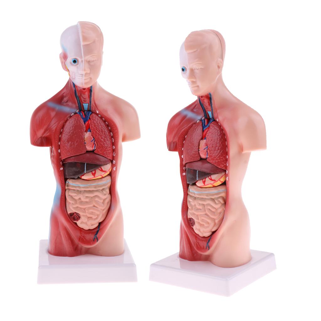 2 Sets 28cm Human Torso Male Viscera Heart Brain Skeleton Anatomy Model