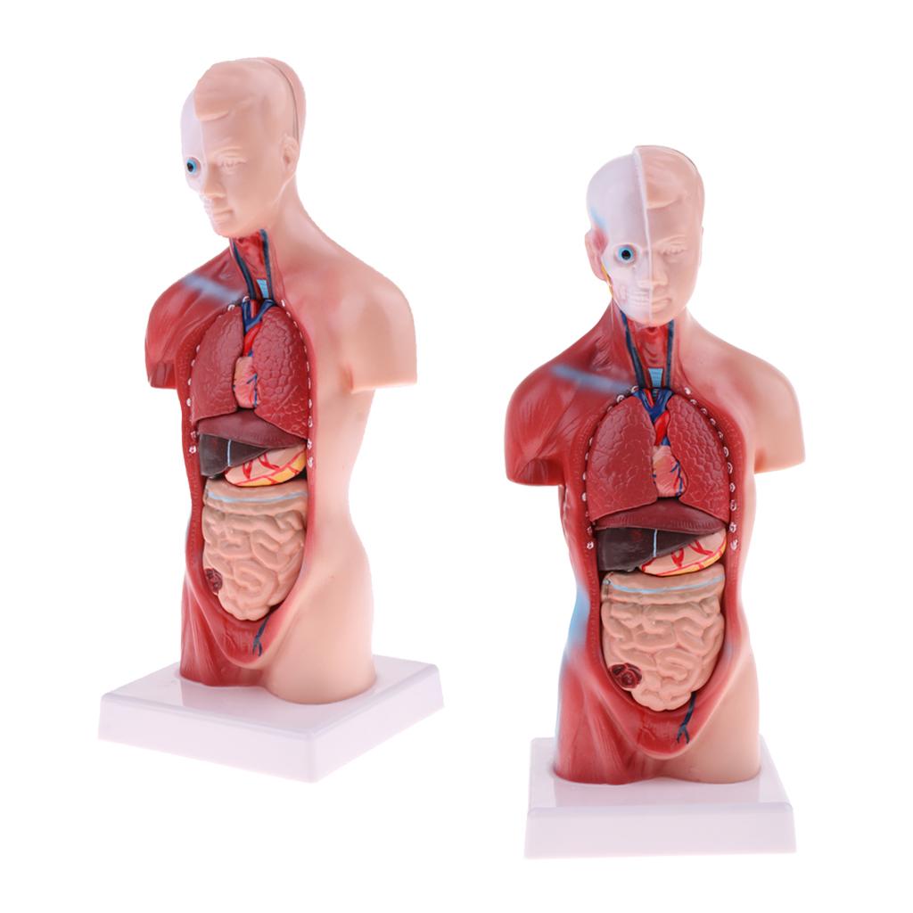 2 Sets 28cm Human Torso Male Viscera Heart Brain Skeleton Anatomy Model