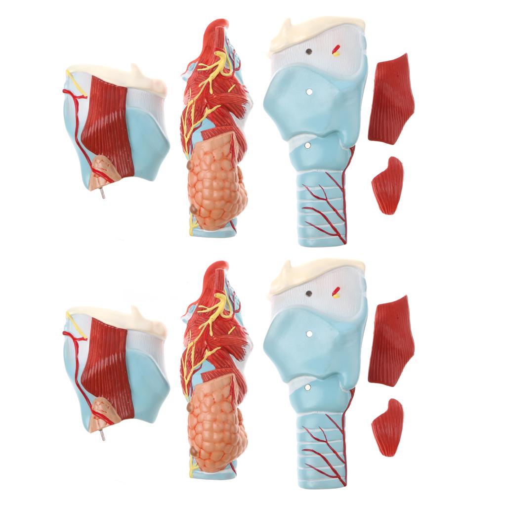 2Sets Magnify 2x Human 5 Parts Pharynx and Larynx Model Study Kits