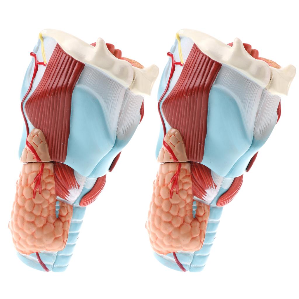 2Sets Magnify 2x Human 5 Parts Pharynx and Larynx Model Study Kits