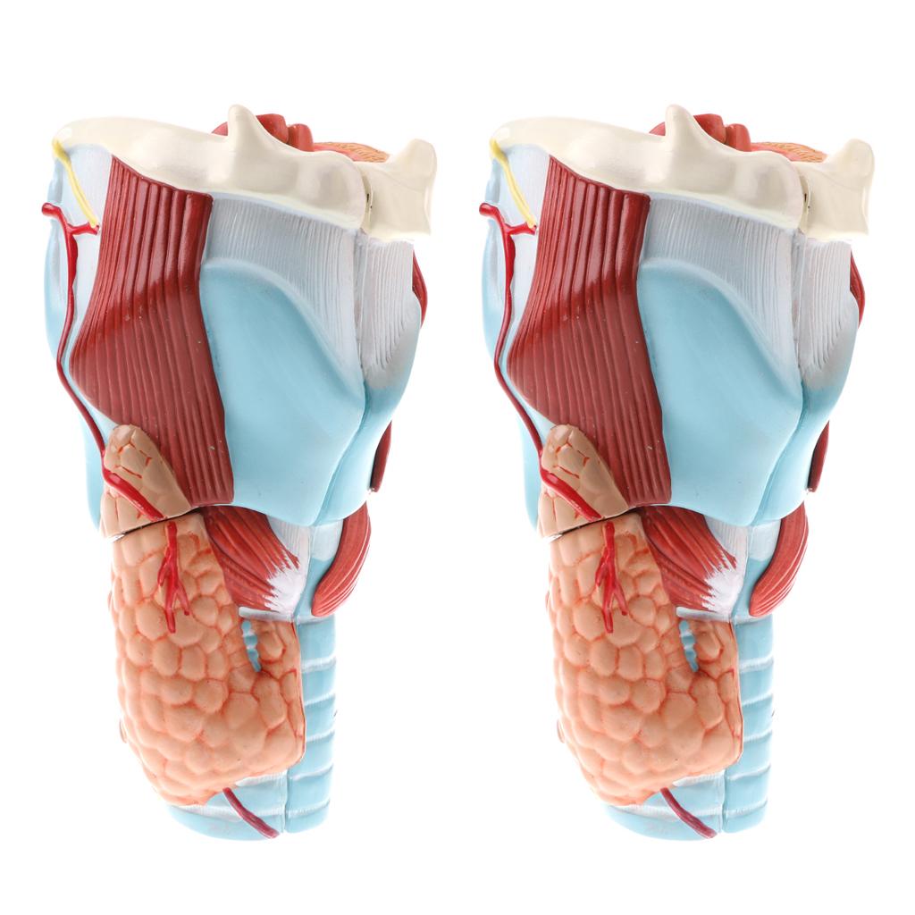 2Sets Magnify 2x Human 5 Parts Pharynx and Larynx Model Study Kits