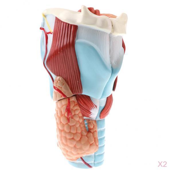 2Sets Magnify 2x Human 5 Parts Pharynx and Larynx Model Study Kits
