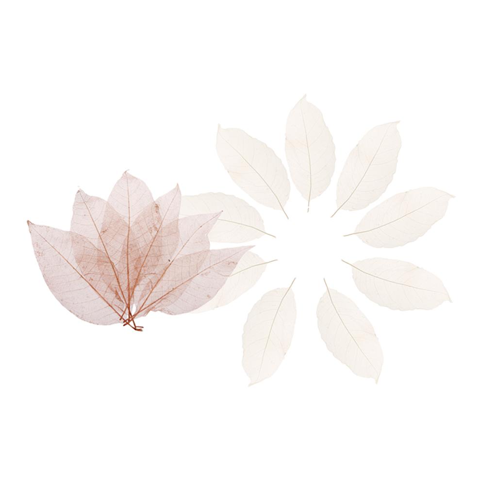 100Pcs Natural Magnolia Skeleton Leaf Leaves Card Scrapbook white and coffee