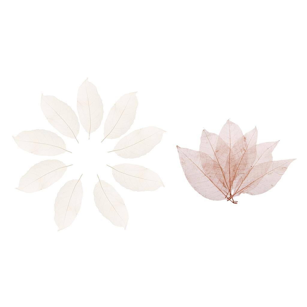 100Pcs Natural Magnolia Skeleton Leaf Leaves Card Scrapbook white and coffee