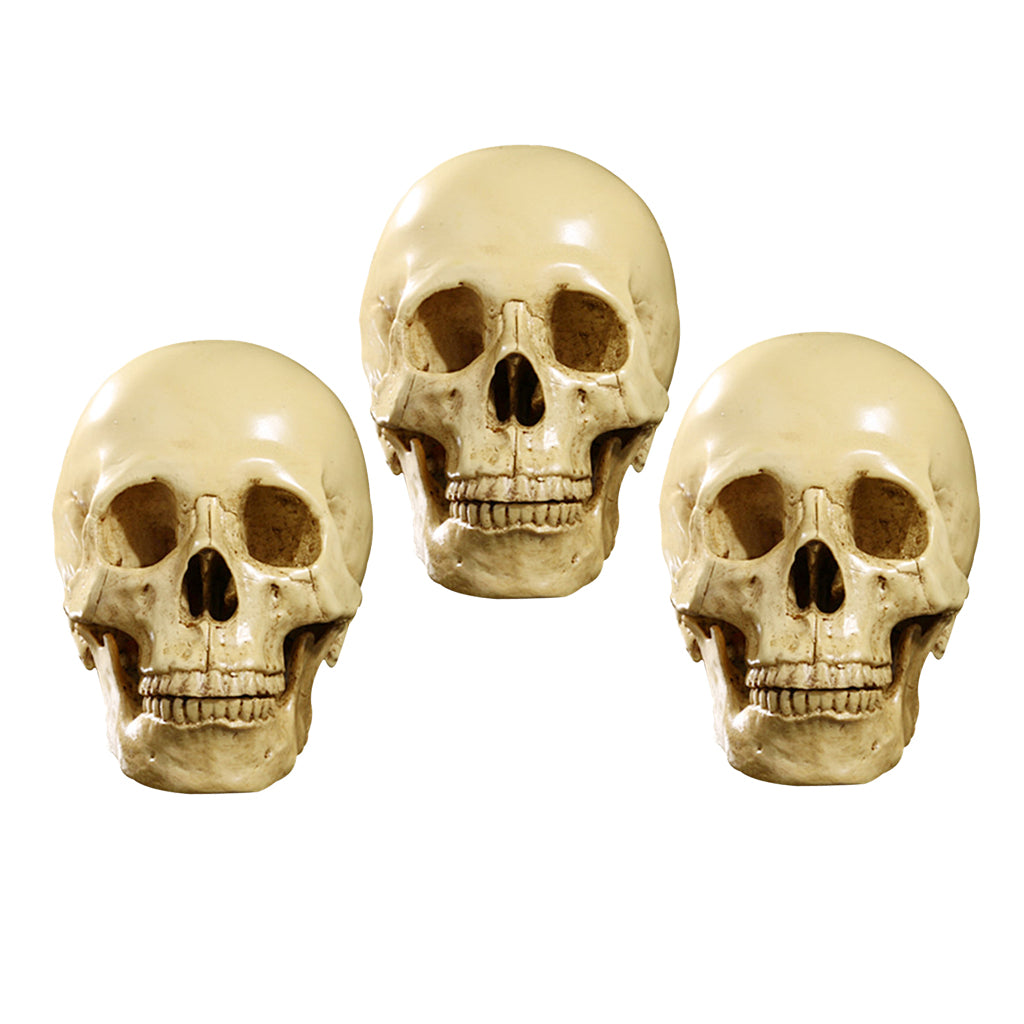3Pcs 1:1 Human Skull Resin Model Anatomical Teaching Skeleton