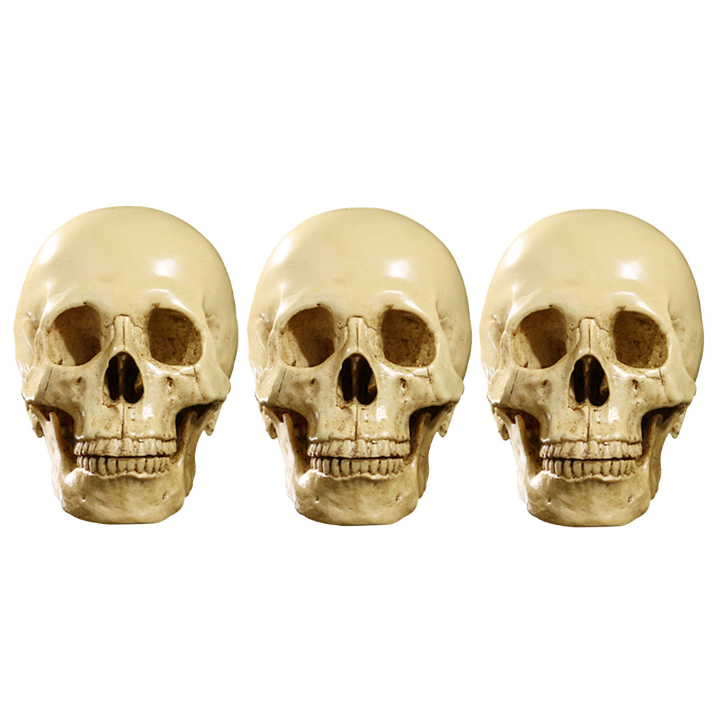 3Pcs 1:1 Human Skull Resin Model Anatomical Teaching Skeleton
