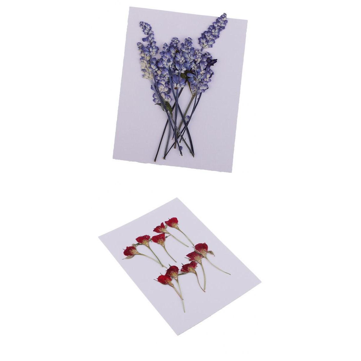 20 Pieces Natural Real Dried Flower Rose Flower for Card Making Scrapbooking