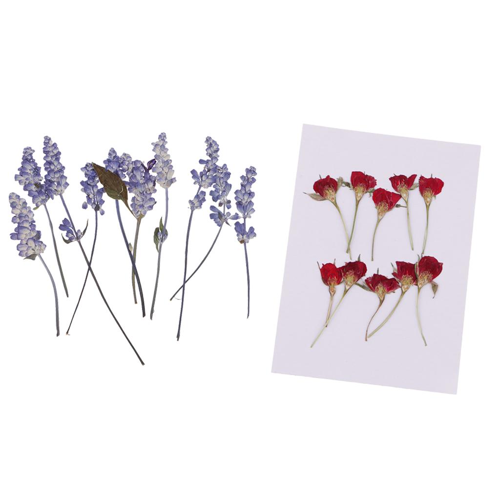 20 Pieces Natural Real Dried Flower Rose Flower for Card Making Scrapbooking