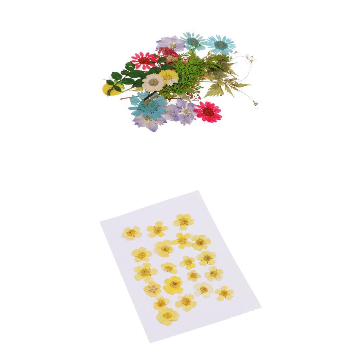 50pcs Mixed Natural Pressed Dried Flowers Leaves Art Craft